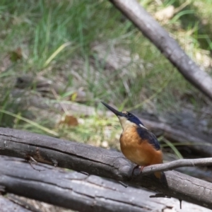 Ceyx azureus at Paddys River, ACT - 21 Feb 2020