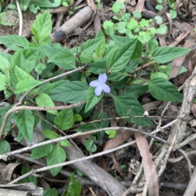 Pseuderanthemum variabile (Pastel Flower) at Mogood, NSW - 22 Feb 2020 by Riverview