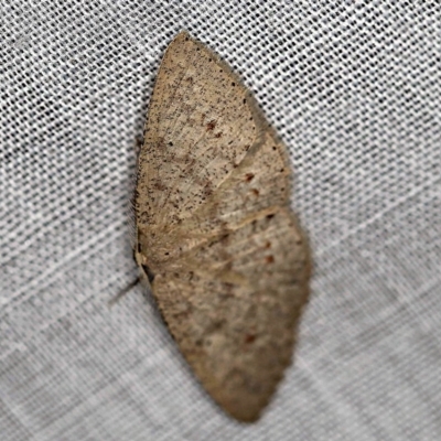 Casbia (genus) (A Geometer moth) at Tidbinbilla Nature Reserve - 11 Nov 2018 by ibaird