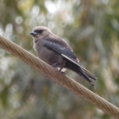 Artamus cyanopterus (Dusky Woodswallow) at Broulee, NSW - 21 Feb 2020 by LisaH