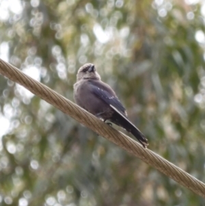 Artamus cyanopterus at Broulee, NSW - 22 Feb 2020