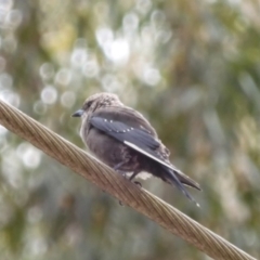 Artamus cyanopterus at Broulee, NSW - 22 Feb 2020