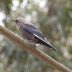 Artamus cyanopterus at Broulee, NSW - 22 Feb 2020