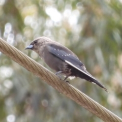 Artamus cyanopterus at Broulee, NSW - 22 Feb 2020