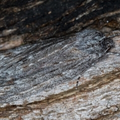 Chlenias banksiaria group (A Geometer moth) at Paddys River, ACT - 18 May 2018 by Bron