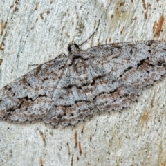 Didymoctenia exsuperata (Thick-lined Bark Moth) at Tidbinbilla Nature Reserve - 18 May 2018 by Bron