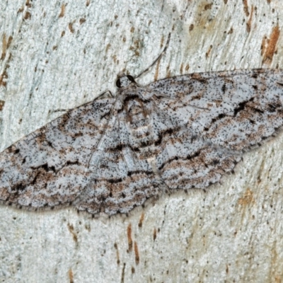 Didymoctenia exsuperata (Thick-lined Bark Moth) at Tidbinbilla Nature Reserve - 18 May 2018 by Bron