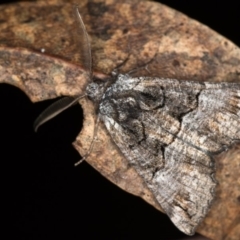 Nisista notodontaria (Annulus Crest-moth) at Paddys River, ACT - 18 May 2018 by Bron