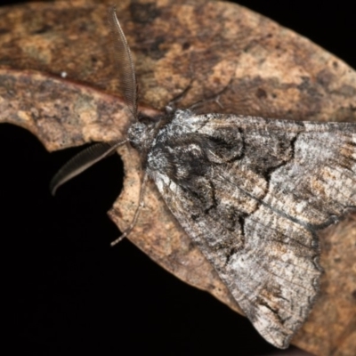 Nisista notodontaria (Annulus Crest-moth) at Tidbinbilla Nature Reserve - 18 May 2018 by Bron