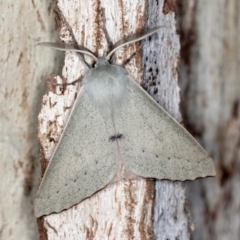 Arhodia lasiocamparia (Pink Arhodia (Oenochrominae)) at Paddys River, ACT - 12 Nov 2018 by Bron