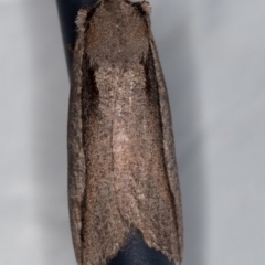 Nisista undescribed species (genus) (A geometer moth) at Paddys River, ACT - 11 Nov 2018 by Bron