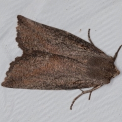 Nisista undescribed species (genus) (A geometer moth) at Paddys River, ACT - 11 Nov 2018 by Bron