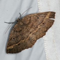 Unplaced tetramera (A Geometer moth) at Tidbinbilla Nature Reserve - 11 Nov 2018 by ibaird