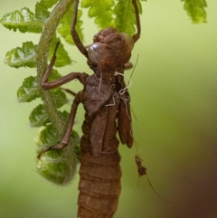 Aeshnidae (family) (Hawkers) at Acton, ACT - 21 Feb 2020 by WHall