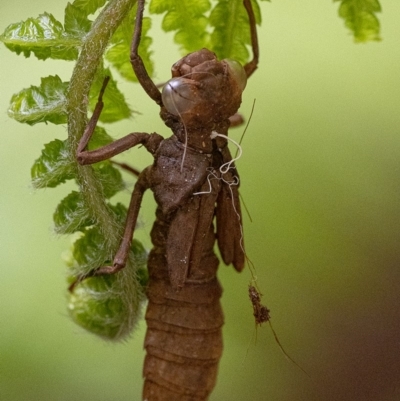 Aeshnidae (family) (Hawkers) at ANBG - 21 Feb 2020 by WHall