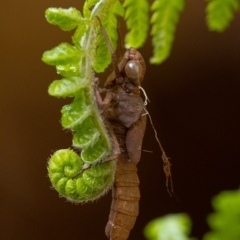 Aeshnidae (family) at Acton, ACT - 21 Feb 2020