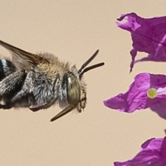 Amegilla sp. (genus) (Blue Banded Bee) at Acton, ACT - 21 Feb 2020 by WHall