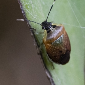 Monteithiella humeralis at Acton, ACT - 21 Feb 2020