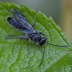 Tiphiidae (family) (Unidentified Smooth flower wasp) at ANBG - 21 Feb 2020 by WHall