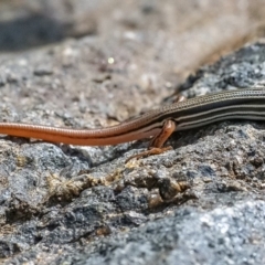 Ctenotus taeniolatus (Copper-tailed Skink) at Acton, ACT - 21 Feb 2020 by WHall