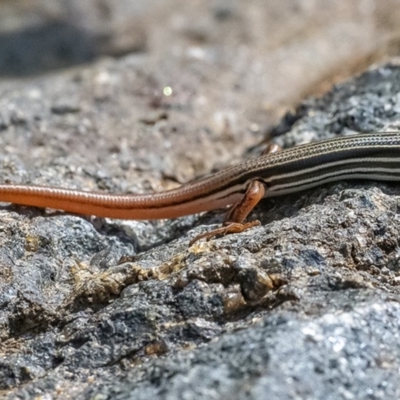 Ctenotus taeniolatus (Copper-tailed Skink) at ANBG - 21 Feb 2020 by WHall