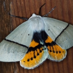 Gastrophora henricaria (Fallen-bark Looper, Beautiful Leaf Moth) at Melba, ACT - 28 Oct 2013 by Bron