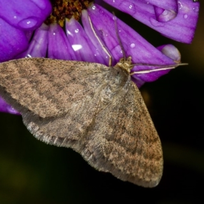 Scopula rubraria (Reddish Wave, Plantain Moth) at Melba, ACT - 25 Nov 2013 by Bron