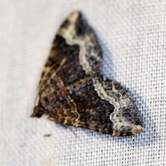 Epyaxa sodaliata (Sodaliata Moth, Clover Moth) at Namadgi National Park - 7 Feb 2019 by ibaird