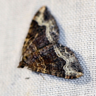 Epyaxa sodaliata (Sodaliata Moth, Clover Moth) at Cotter River, ACT - 7 Feb 2019 by ibaird