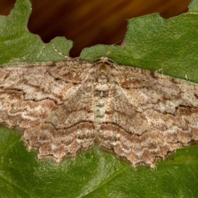 Ectropis (genus) (An engrailed moth) at Melba, ACT - 26 Nov 2013 by Bron