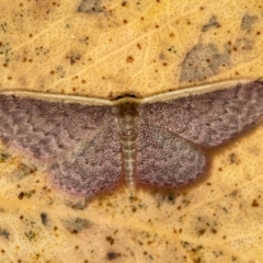 Idaea inversata (Purple Wave) at Bruce, ACT - 13 Feb 2016 by Bron