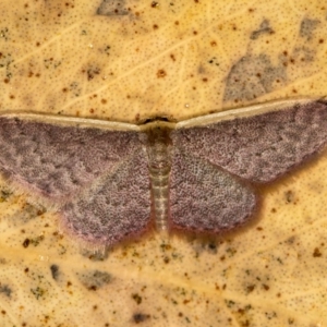 Idaea inversata at Bruce, ACT - 13 Feb 2016