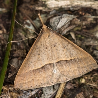 Epidesmia hypenaria (Long-nosed Epidesmia) at Melba, ACT - 21 Nov 2016 by Bron