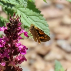 Ocybadistes walkeri (Green Grass-dart) at Acton, ACT - 21 Feb 2020 by RodDeb