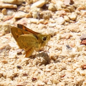 Ocybadistes walkeri at Acton, ACT - 21 Feb 2020