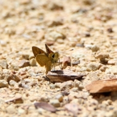 Ocybadistes walkeri at Acton, ACT - 21 Feb 2020