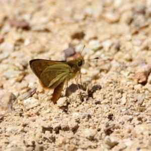 Ocybadistes walkeri at Acton, ACT - 21 Feb 2020