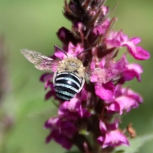 Amegilla sp. (genus) at Acton, ACT - 21 Feb 2020