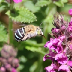 Amegilla sp. (genus) at Acton, ACT - 21 Feb 2020