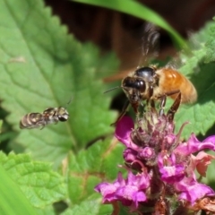 Lipotriches (Austronomia) phanerura (Halictid Bee) at Acton, ACT - 21 Feb 2020 by RodDeb