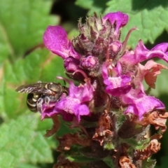 Lipotriches (Austronomia) phanerura at Acton, ACT - 21 Feb 2020