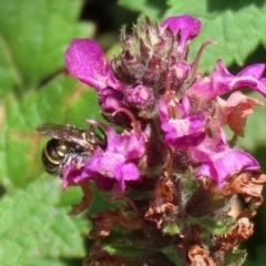 Lipotriches (Austronomia) phanerura at Acton, ACT - 21 Feb 2020