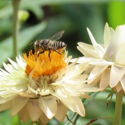 Megachile (Eutricharaea) sp. (genus & subgenus) (Leaf-cutter Bee) at Acton, ACT - 21 Feb 2020 by RodDeb