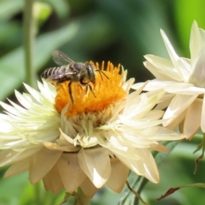 Megachile (Eutricharaea) sp. (genus & subgenus) at Acton, ACT - 21 Feb 2020