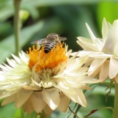 Megachile (Eutricharaea) sp. (genus & subgenus) at Acton, ACT - 21 Feb 2020