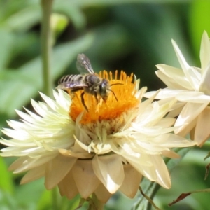 Megachile (Eutricharaea) sp. (genus & subgenus) at Acton, ACT - 21 Feb 2020