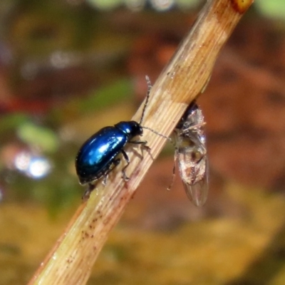 Altica sp. (genus) (Flea beetle) at ANBG - 21 Feb 2020 by RodDeb