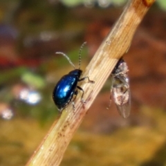 Altica sp. (genus) at Acton, ACT - 21 Feb 2020