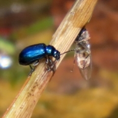 Altica sp. (genus) at Acton, ACT - 21 Feb 2020 12:23 PM