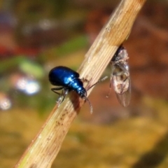 Altica sp. (genus) at Acton, ACT - 21 Feb 2020